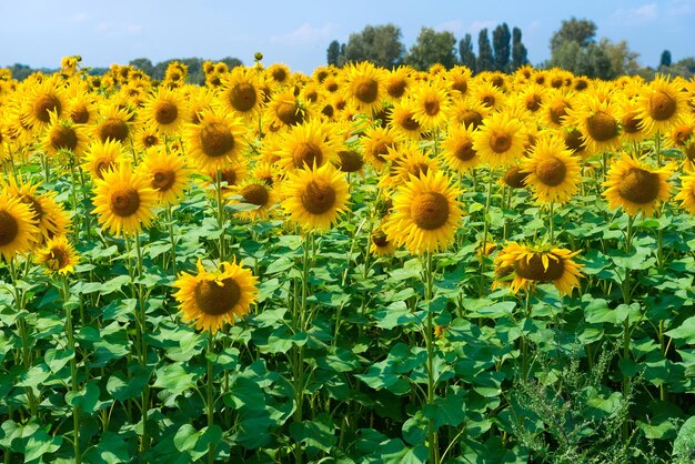 Field of sunflowers Sunflowers natural background Sunflower blooming