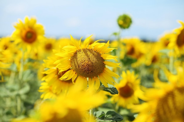 晴れた夏の日のひまわり畑手前の花のクローズアップ