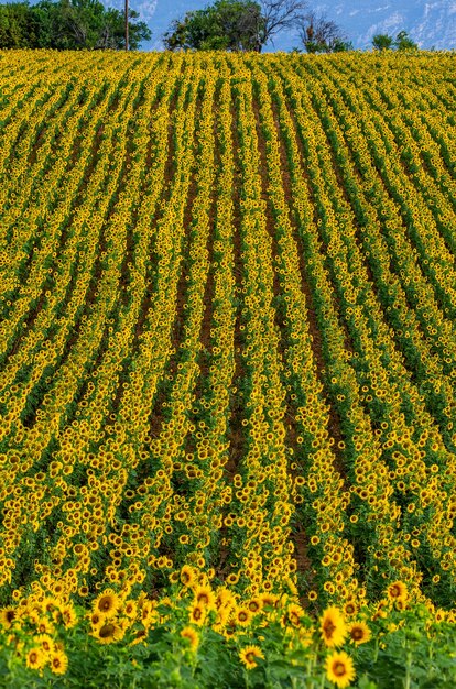 A field of sunflowers on a sunny summer day