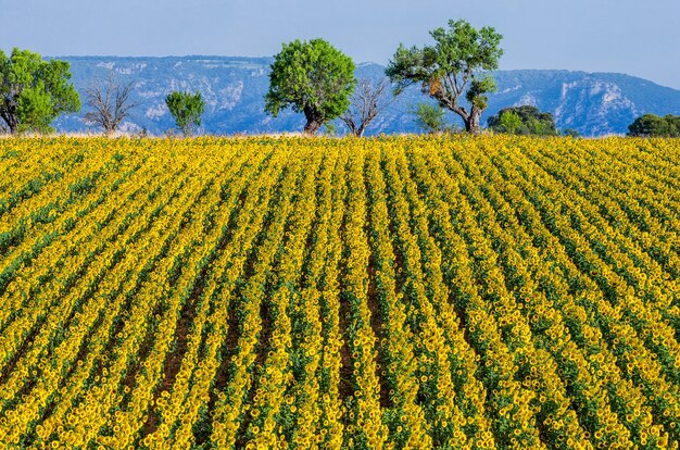 A field of sunflowers on a sunny summer day