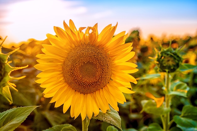 A field of sunflowers at sunset the end of the summer season and the harvest