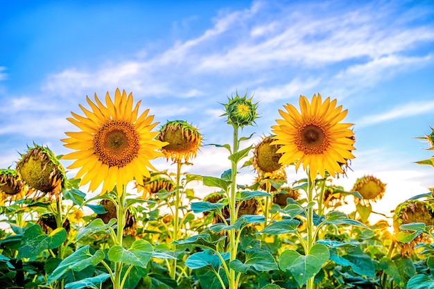 A field of sunflowers at sunset the end of the summer season and the harvest