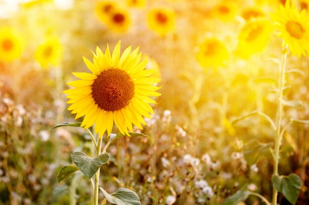 Field of sunflowers in sunset light