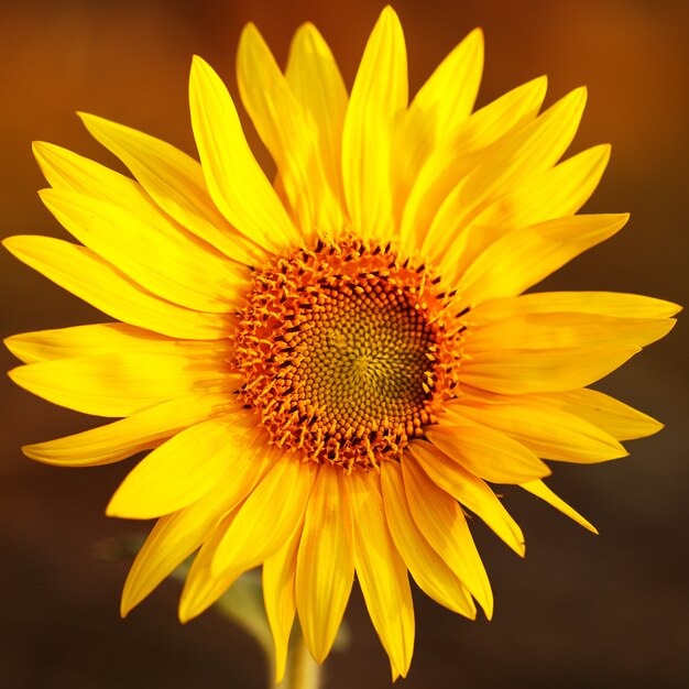 Field of sunflowers in sunset light