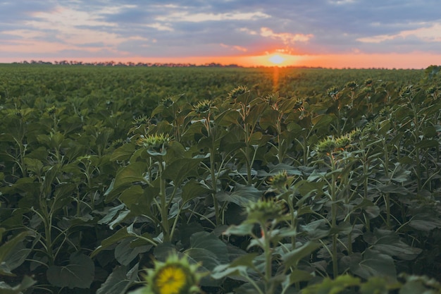 A field of sunflowers at sunset the nature of the fields