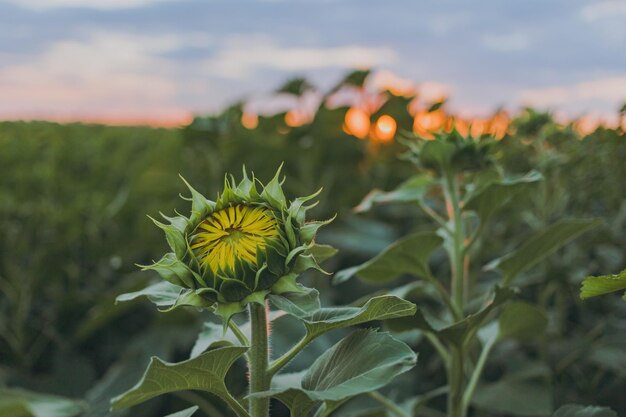 A field of sunflowers at sunset the nature of the fields