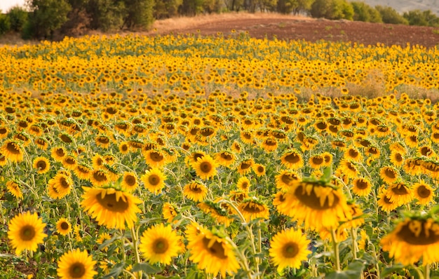 Field of sunflowers at sunset