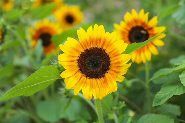 A field of sunflowers with a black center.