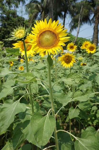 배경 에 푸른 하늘 이 있는 해바라기 들 의 