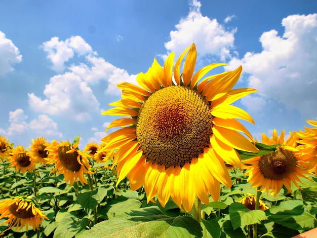 A field of sunflowers with a blue sky in the background