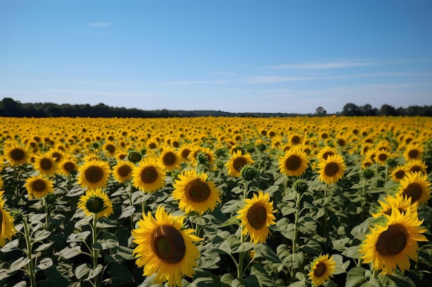 A field of sunflowers with a clear blue sky in the background Neural network generated