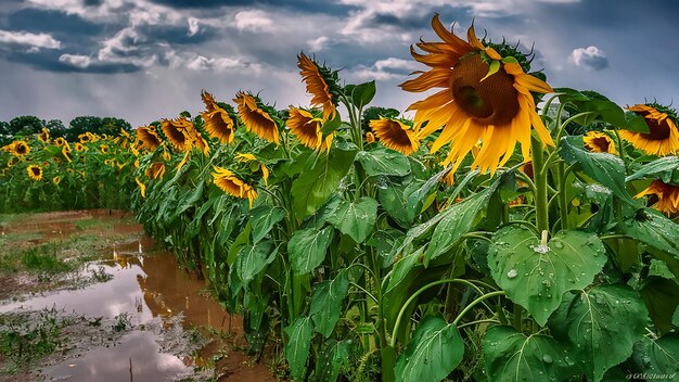 Photo a field of sunflowers with a cloudy sky in the background