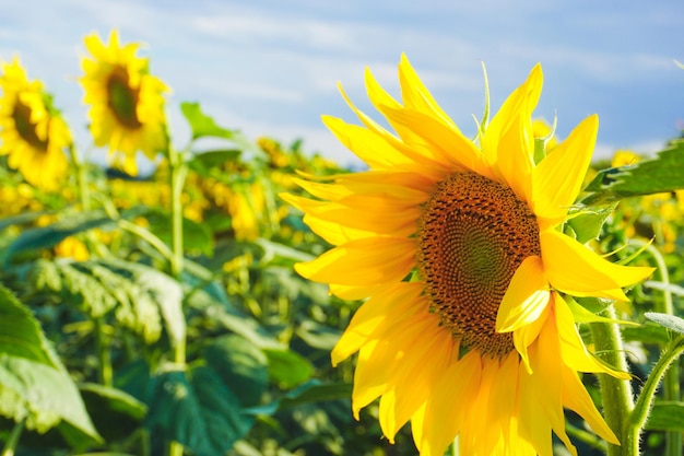 Photo a field of sunflowers with the sun shining on the top