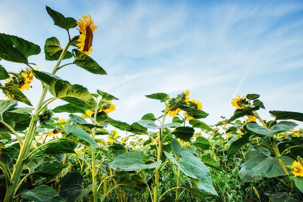 Field of sunflowers