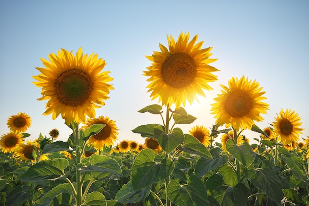 Field of sunflowers