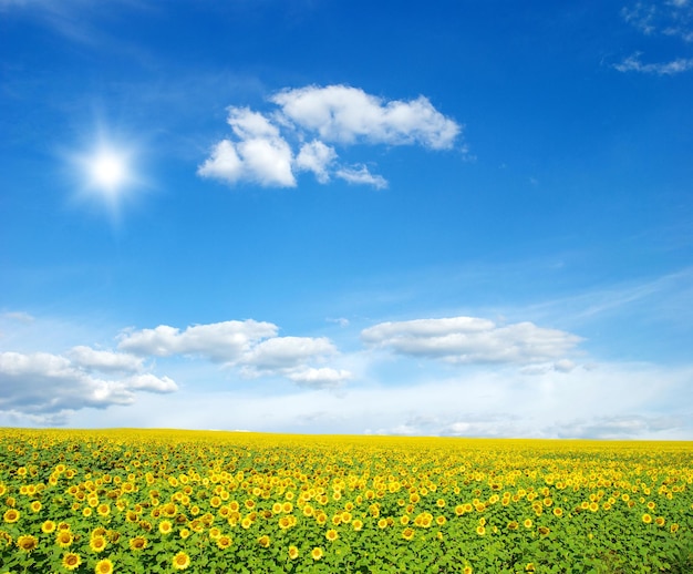 Field of sunflowers