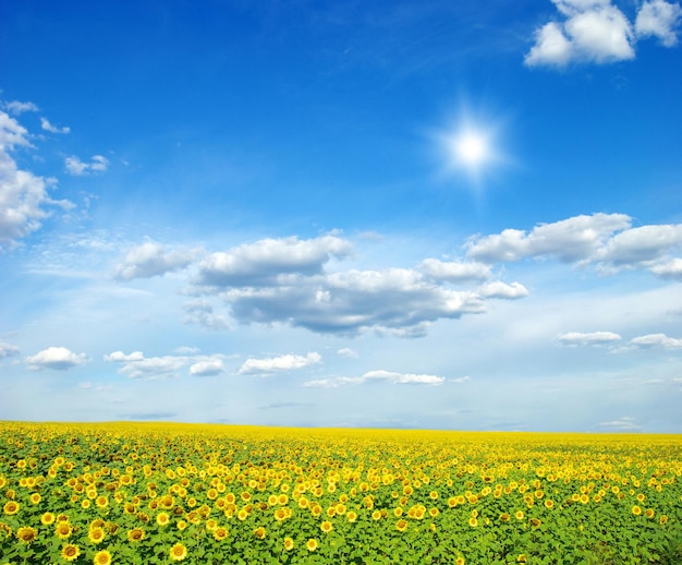 Field of sunflowers