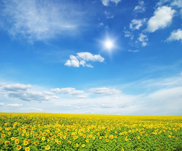 Field of sunflowers