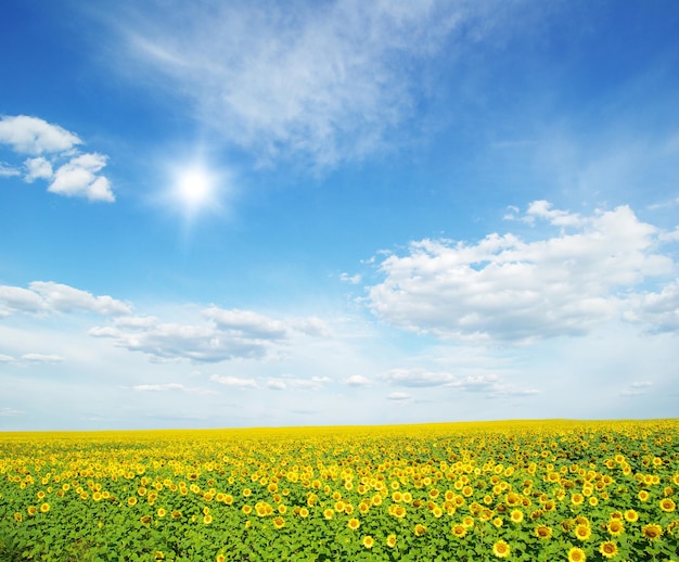 Field of sunflowers