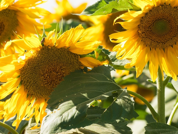 Field of sunflowers