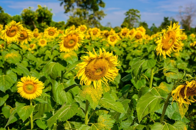 Field of sunflowers