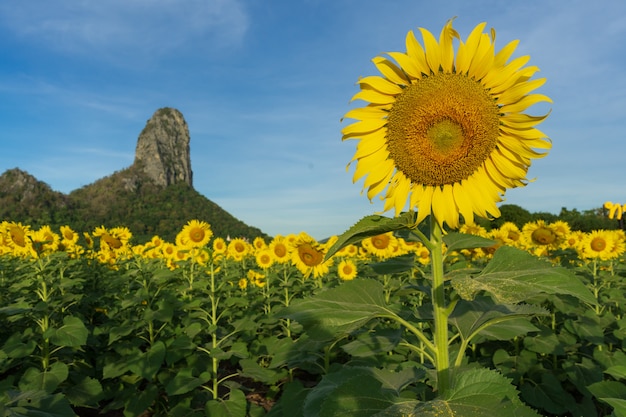 Field of sunflowers