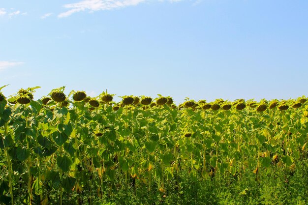 Field of sunflowers