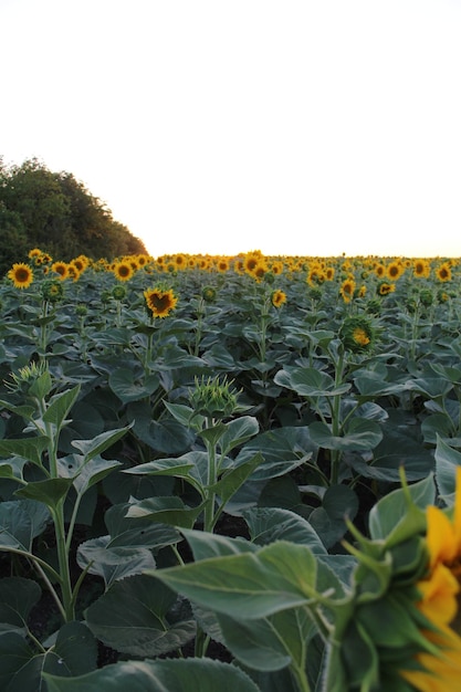 A field of sunflowers