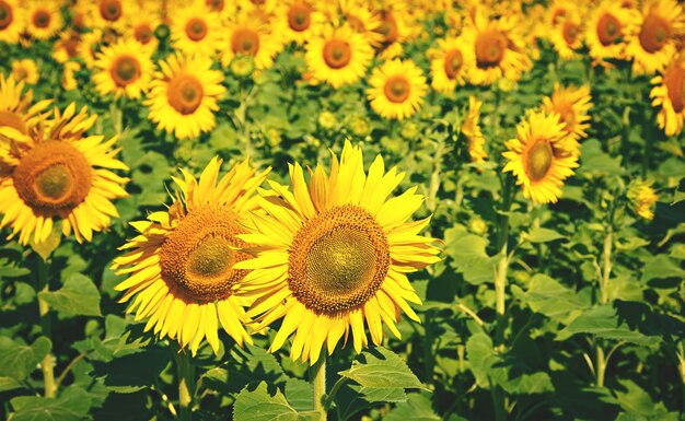 Field of sunflowers