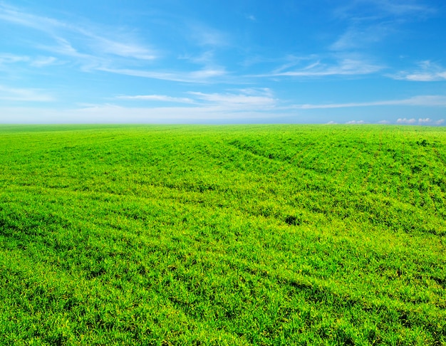 Field on a surface of the blue sky