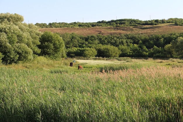 Foto un campo di erba alta e alberi