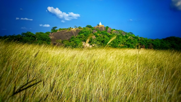 A field of tall grass with a blue sky in the background