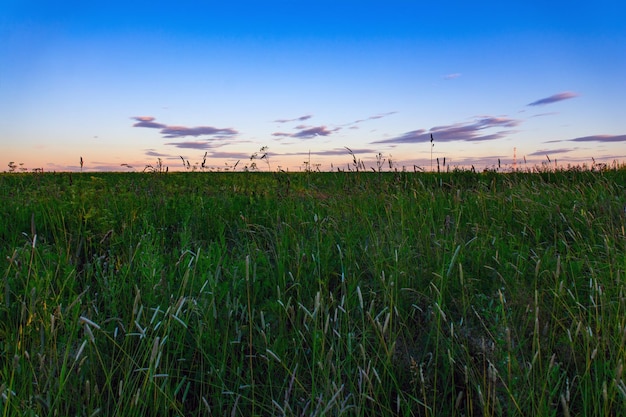 A field of tall grass with the sun setting behind it