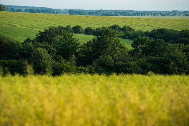 A field of tall grass with trees in the background.