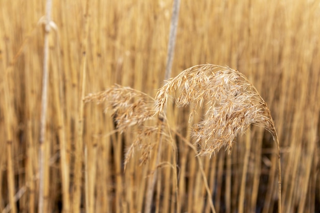 A field of tall grass with the word reeds on it