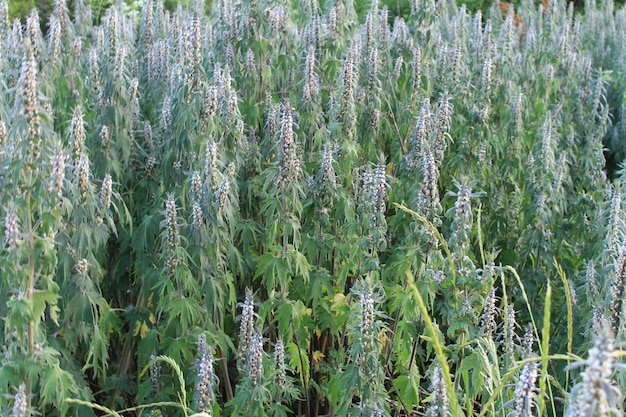 Photo a field of tall green plants