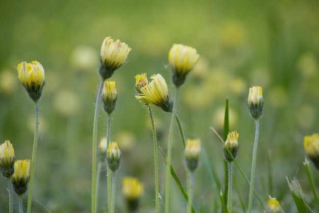 푸른 숲 속에 노란색 마자리들로 가득 찬 은 줄기는 꽃을 지합니다.