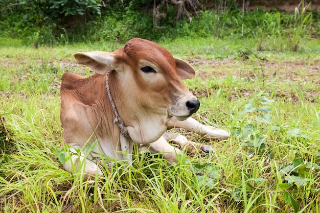 On the field in Thailand there is a calf on the ground