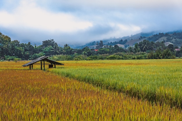 Field in Thailand