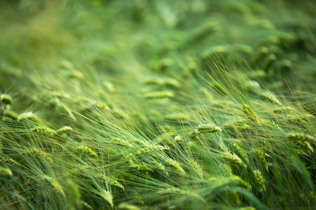 Field of thick green fresh barley