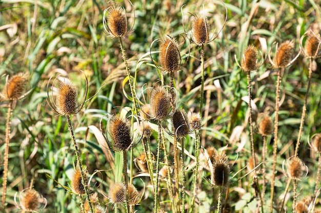 Field of thistles in the meadow