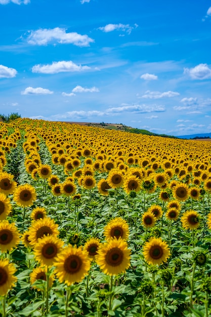 Field of thousands of sunflowers in summer open looking at the sun