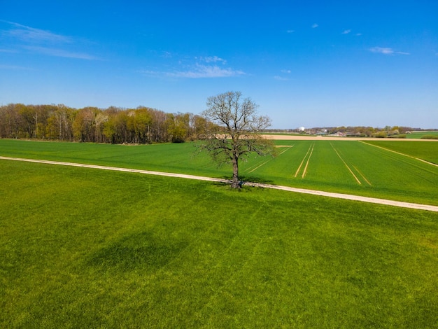 Field Tree And Blue Sky