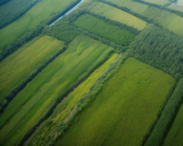 A field of trees and a river