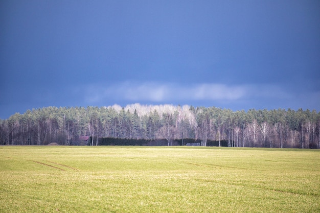 a field of trees with a blue sky in the background