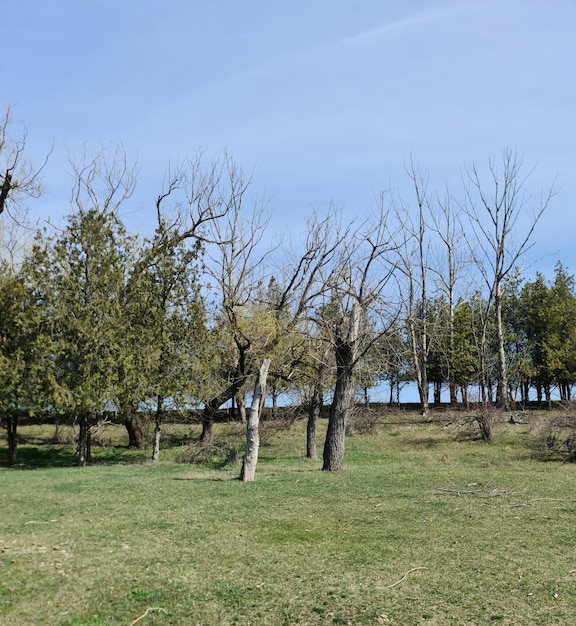 A field of trees with a few leaves on it