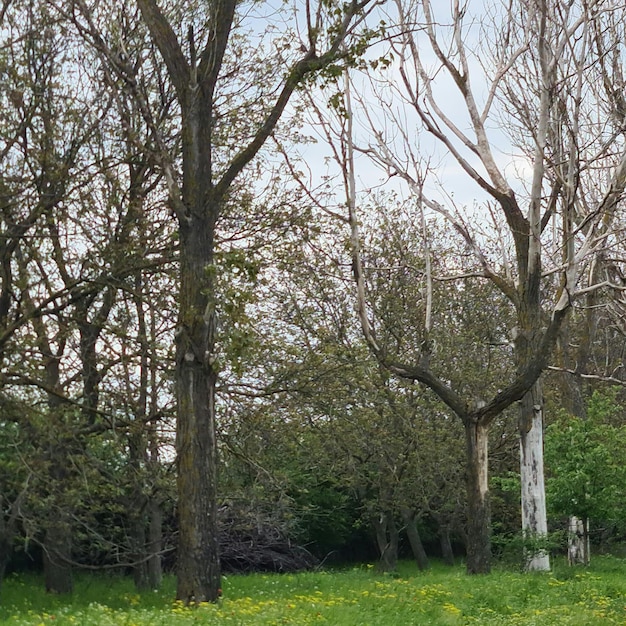 A field of trees with a few white flowers on the grass