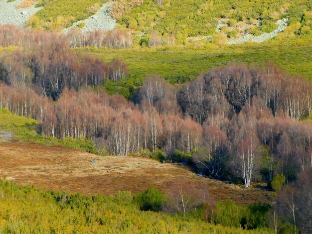 A field of trees with a field of trees in the background