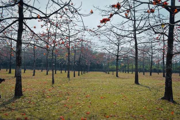 A field of trees with leaves on the ground and the word " do not touch " on the bottom.