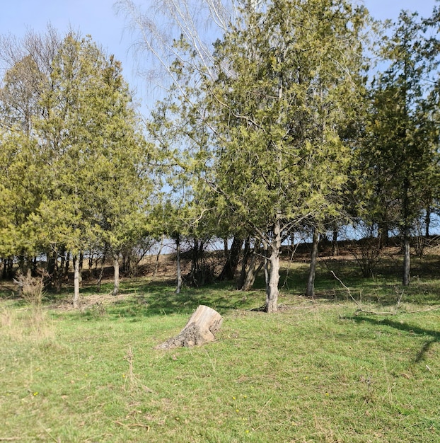 A field of trees with a tree stump in the foreground and a blue sky behind it.